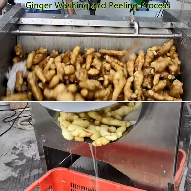 OC-600J Fully Automatic Root Cleaning And Peeling Machine For Food Processing Plants | Special For Carrots/Ginger/Cassava/Sweet Potatoes - Image 3