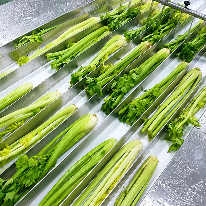 Fresh celery cutting process using automatic vegetable cutting equipment