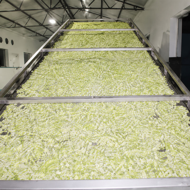Vegetable drying process with continuous mesh belt dryer equipment