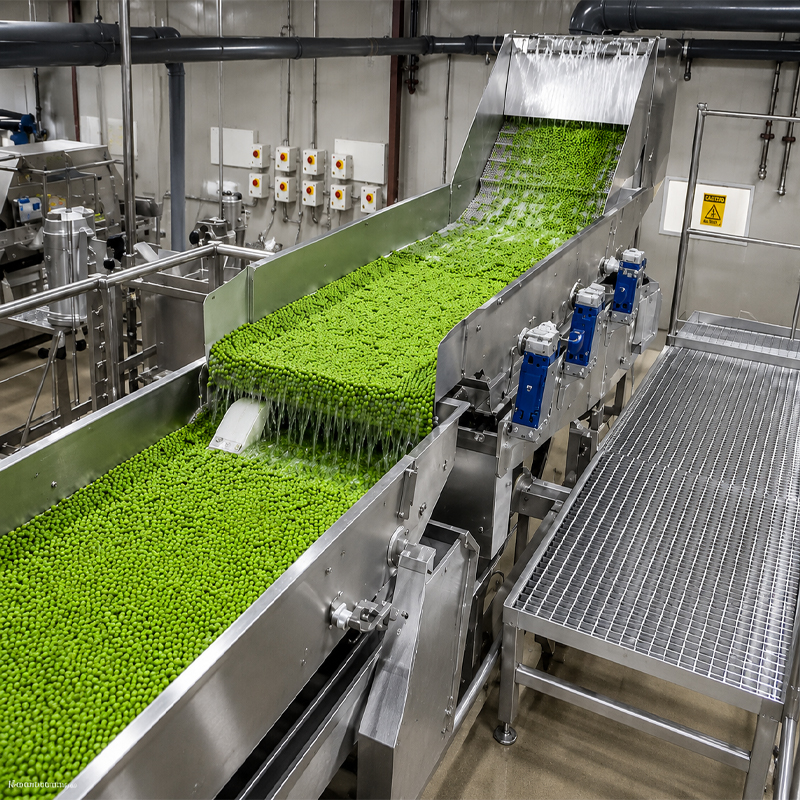 Real workshop shot of green peas running on processing conveyor.