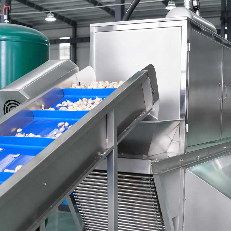 Garlic cloves entering the automatic peeling machine feeding system