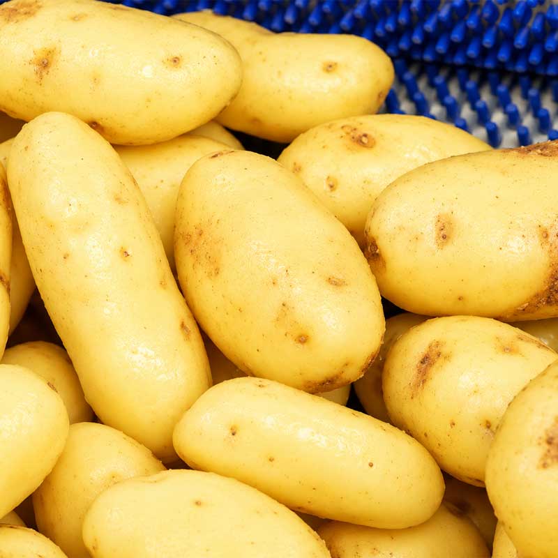 Washing and peeling system for root vegetables