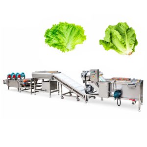 Industrial leafy vegetable washing and dewatering line for lettuce processing